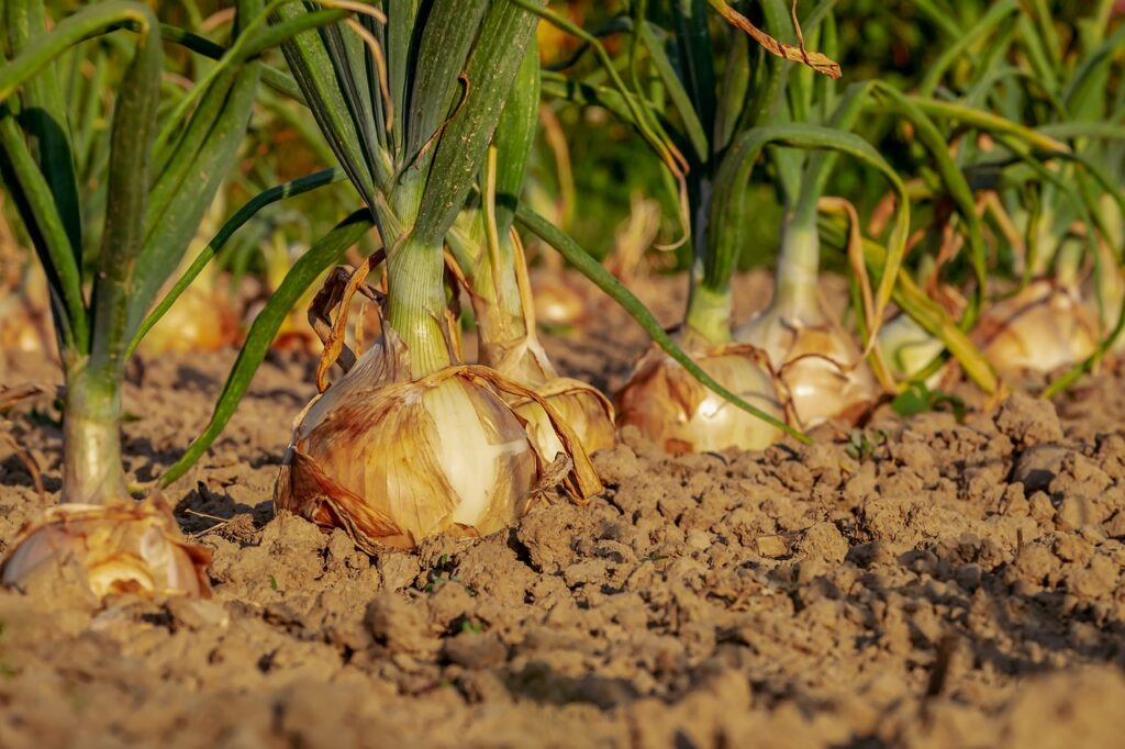 riego para jardín